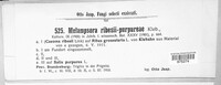 Melampsora epitea var. epitea image